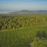 Badacsony Balaton – dragulji mađarskog vinarstva
