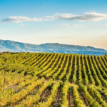 Vinarije Bugarske – izuzetna vina sa Balkana